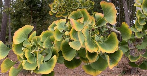 The Curious Case of the Ginkgo Tree: Unveiling the Essence of Oddity