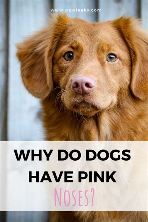 The Curious Case of the Pink Dog Nose: When Should You Worry?