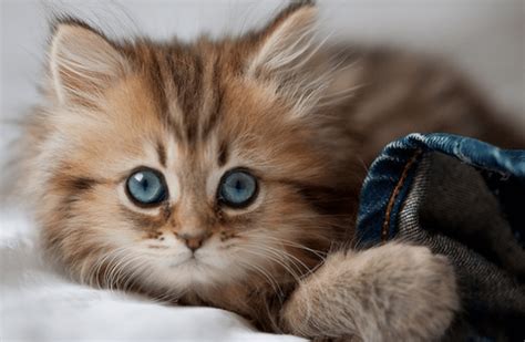 The Cutest Kittens on Earth: A Comprehensive Guide