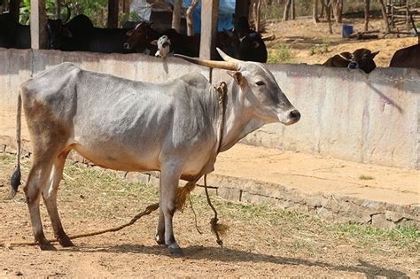 The Dairy Delicacy: Exploring the Extraordinary Amritmahal Cattle