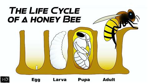 The Dangerous Life of the Honey Bee