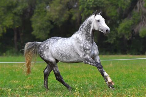 The Dapple Grey Horse: A Comprehensive Guide