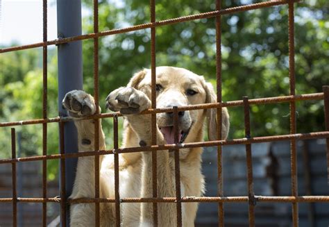 The Davis Animal Shelter: A Haven for Abandoned and Neglected Pets