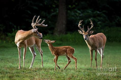 The Deer Family PDF