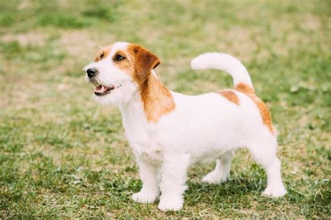 The Definitive Guide to Broken Coat Jack Russells: A Comprehensive Exploration of Their Unique Characteristics