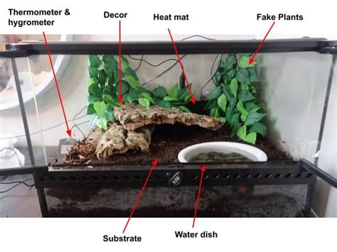 The Definitive Guide to Crafting a Luxurious Pacman Frog Enclosure: A Symphony of Comfort and Well-being