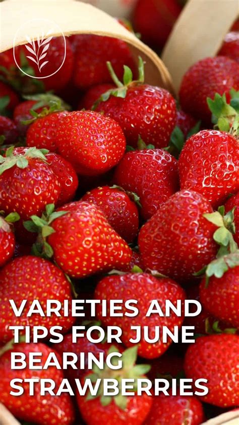 The Definitive Guide to June Bearing Strawberries: Cultivation, Harvesting, and Culinary Delights