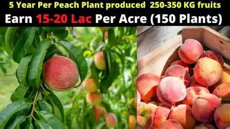 The Definitive Guide to Peach Cultivation: A Step-by-Step Approach for Southga_peach69