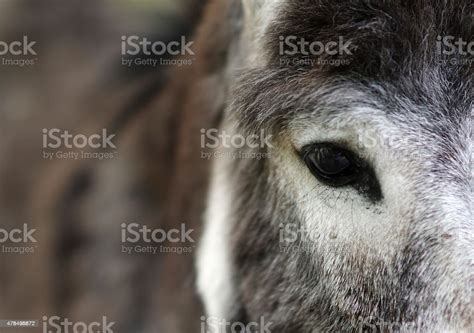 The Depth of a Donkey's Eyes