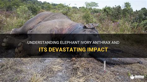 The Devastating Impact of Ivory Mayhem: A Comprehensive Guide