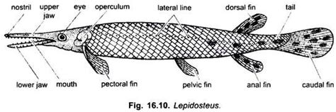 The Development of the Scales of Lepidosteus... Reader