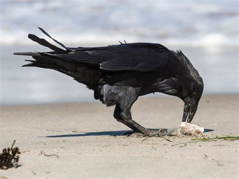 The Diet of Ravens: A Detailed Examination of Omnivorous Scavengers