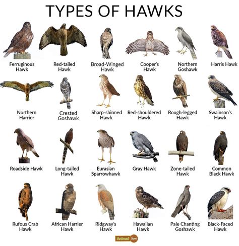 The Different Types of Hawks That Are Available