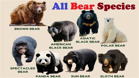 The Different Types of Shirts for Bears