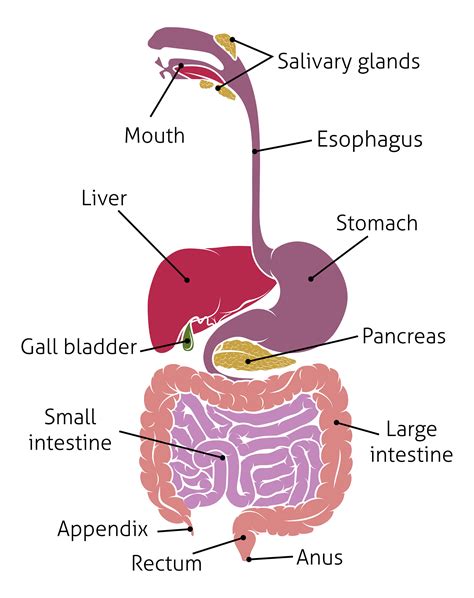 The Digestive System (The Human Body) Ebook Epub