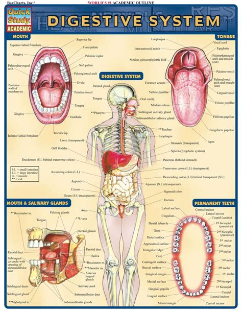 The Digestive System (The Human Body) Ebook Epub