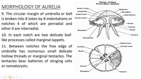 The Discovery of Aurelia