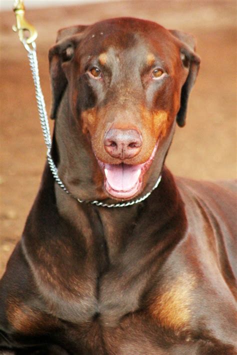 The Doberman Brown Dog: A Comprehensive Guide