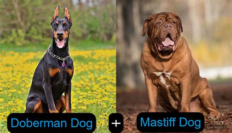 The Doberman Mastiff Mix: A Comprehensive Guide