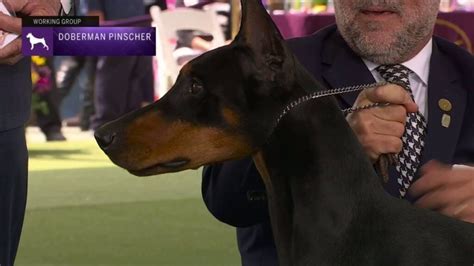 The Dobermans: Unleashing the Power and Grace of Cora in the Game