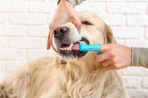 The Dog-Gone Truth About Healthy Dog Gums: A Comprehensive Guide to Keeping Your Pup's Smile Squeaky Clean