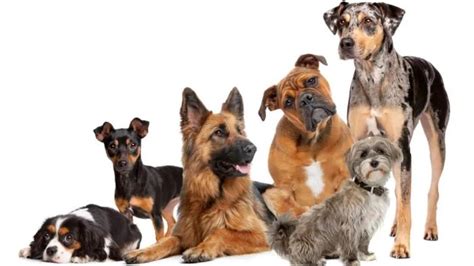 The Doggone Good Guide to 100 Types of Dogs: Unleashing the Canine Kaleidoscope