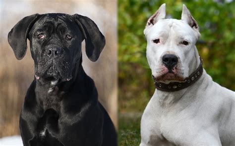 The Dogo Argentino Cane Corso Mix: A Comprehensive Guide