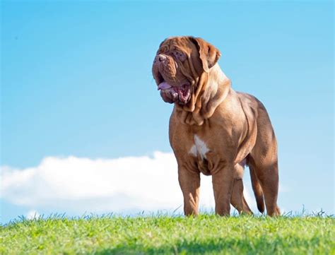 The Dogue de Bordeaux: A Comprehensive Guide to the Gentle Giant