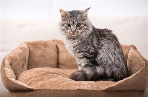 The Domestic Medium Hair: A Versatile and Loving Companion