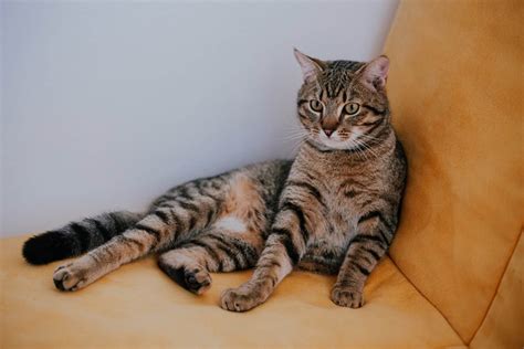 The Domestic Shorthair Tabby: A Comprehensive Guide