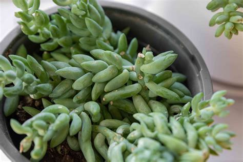 The Donkey's Tail: