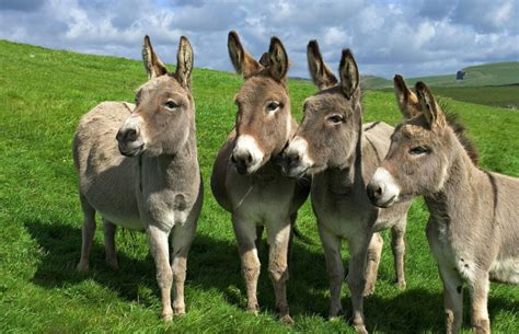 The Donkeys Reader