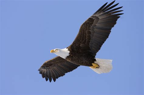 The Eagle's Profile: Soaring High Through Life's Challenges