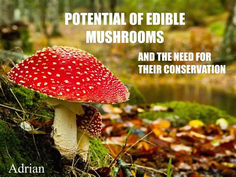 The Edible Potential of Mushroomg1rl