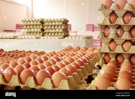 The Egg Industry