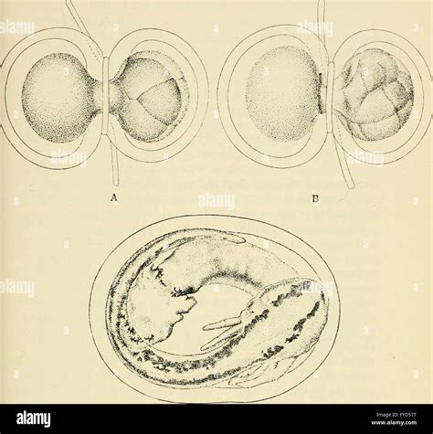 The Elements of Experimental Embryology Reader