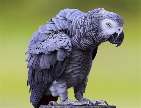 The Eloquent African Grey: An Avian Virtuoso of Language and Intelligence