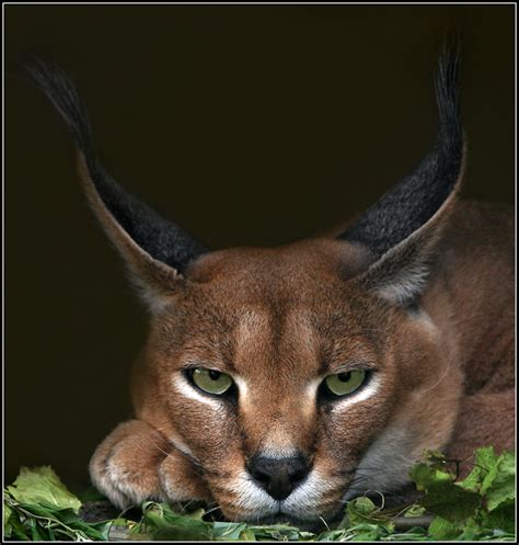 The Elusive Caracal: A Comprehensive Exploration of the Desert Lynx