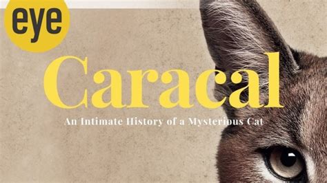 The Elusive Caracal: A Comprehensive Guide to Its Mysterious Realm