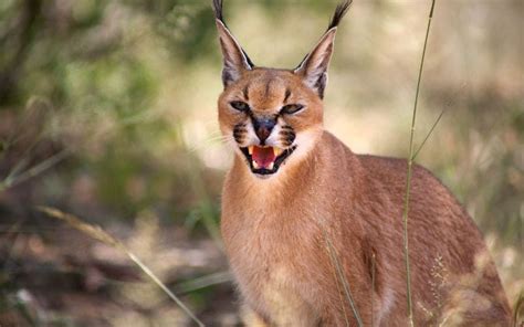 The Elusive Caracal: Unveiling the Secrets of a Captivating Feline