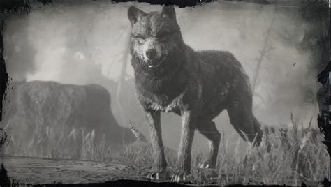 The Elusive Wolf of Red Dead Redemption 2: A Comprehensive Guide