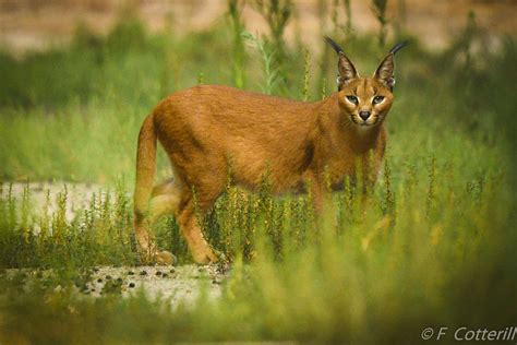 The Elusive and Endearing Caracal: A Comprehensive Guide