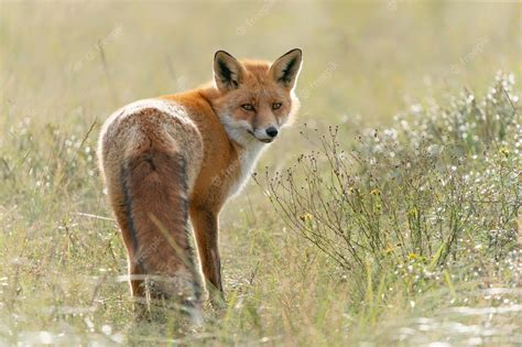 The Elusive and Enigmatic Red Fox: Unraveling the Secrets of Vulpes vulpes