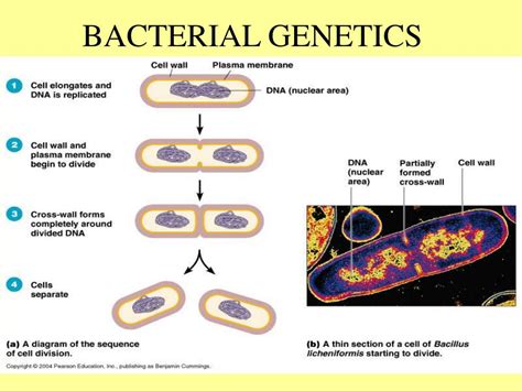 The Emergence of Bacterial Genetics Doc