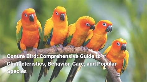 The Emjaybird: A Comprehensive Guide to the Versatile Bird Species