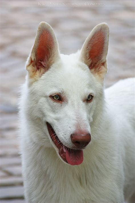 The Enchanting Albino German Shepherd Puppy: Everything You Need to Know