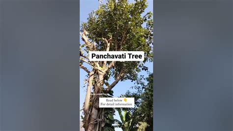 The Enchanting Allure of Panchavati Trees: An Oasis of Grace and Sustenance