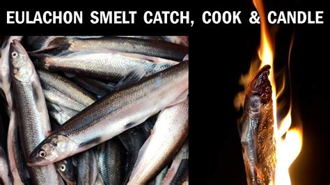 The Enchanting Candlefish: A Guide to the "Eulachon" Run and Its Culinary Delights