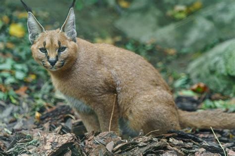 The Enchanting Caracal: A Journey into Chicago's Enigmatic Feline