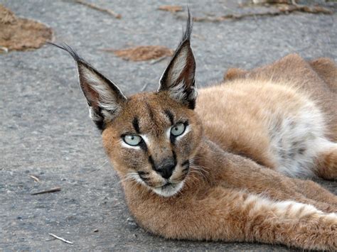 The Enchanting Caracal Cat: A Guide to its Captivating Presence in Chicago